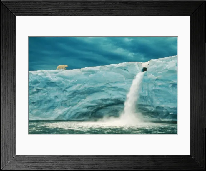 Framed Print : Polar Bear WAT 6824 M On Arctic Glacier, with snow melt waterfall. Ursus maritimus © M. Watson / ARDEA LONDON Framed Print : Polar Bear WAT 6824 M On Arctic Glacier, with snow melt waterfall. Ursus maritimus © M. Watson / ARDEA LONDON
