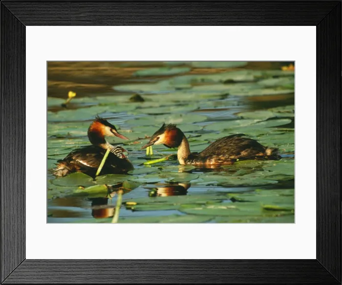 Framed Print : Great Crested Grebe WAT 6826 Pair & young Podiceps cristatus © M. Watson / ARDEA LONDON Framed Print : Great Crested Grebe WAT 6826 Pair & young Podiceps cristatus © M. Watson / ARDEA LONDON