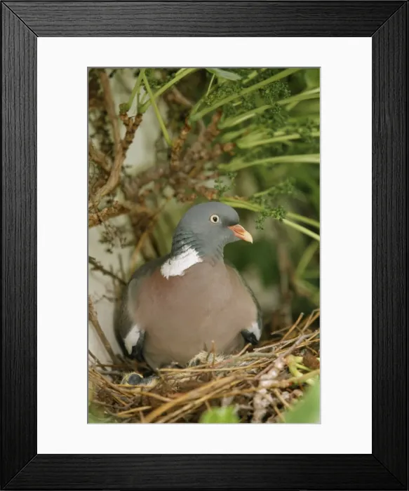 Framed Print : Wood Pigeon WAT 6830 On nest Columba palumbus © M. Watson / ARDEA LONDON Framed Print : Wood Pigeon WAT 6830 On nest Columba palumbus © M. Watson / ARDEA LONDON