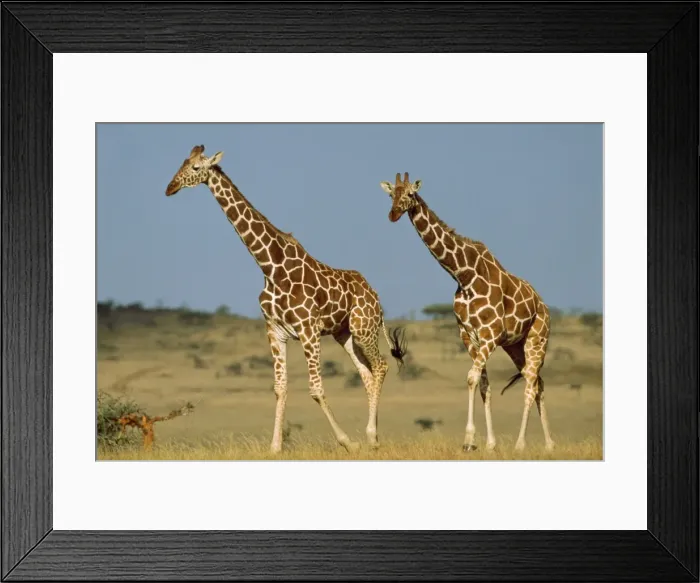 Framed Print : Reticulated Giraffe