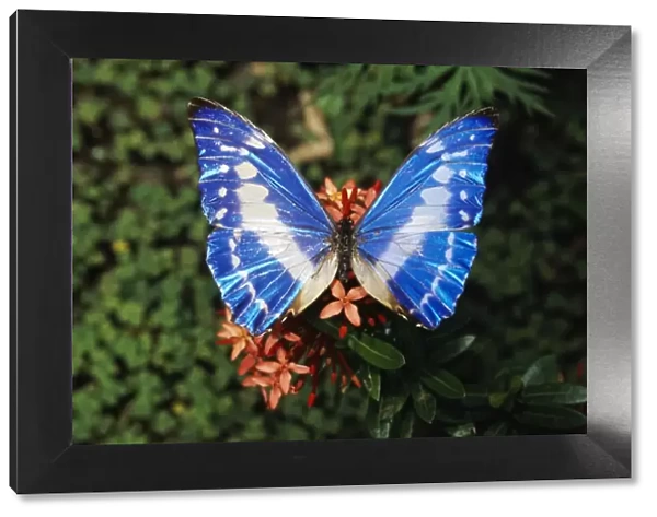 Blue Morpho Butterfly WAT-7288 Close-up - Costa Rica Morpho cypris © M. Watson  /  ARDEA LONDON