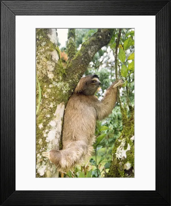 Framed Print : 3 Toed Sloth Costa Rica Framed Print : 3 Toed Sloth Costa Rica