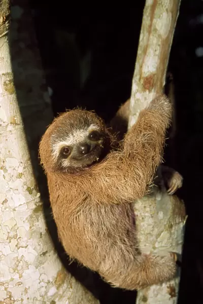 3 Toed Sloth - young Costa Rica