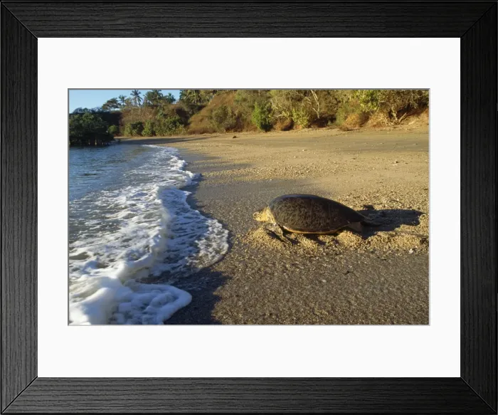 Framed Print : Green Turtle - Returning to sea after egg laying Mayotte Island Indian Ocean Framed Print : Green Turtle - Returning to sea after egg laying Mayotte Island Indian Ocean