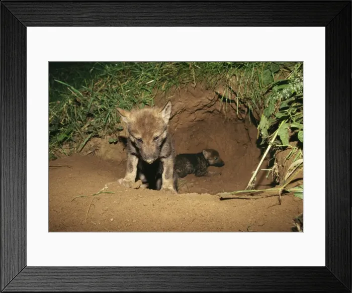 Framed Print : Wolf Cub WAT 869 Cub at entrance to den Canis Lupus © M. Watson / ARDEA LONDON Framed Print : Wolf Cub WAT 869 Cub at entrance to den Canis Lupus © M. Watson / ARDEA LONDON