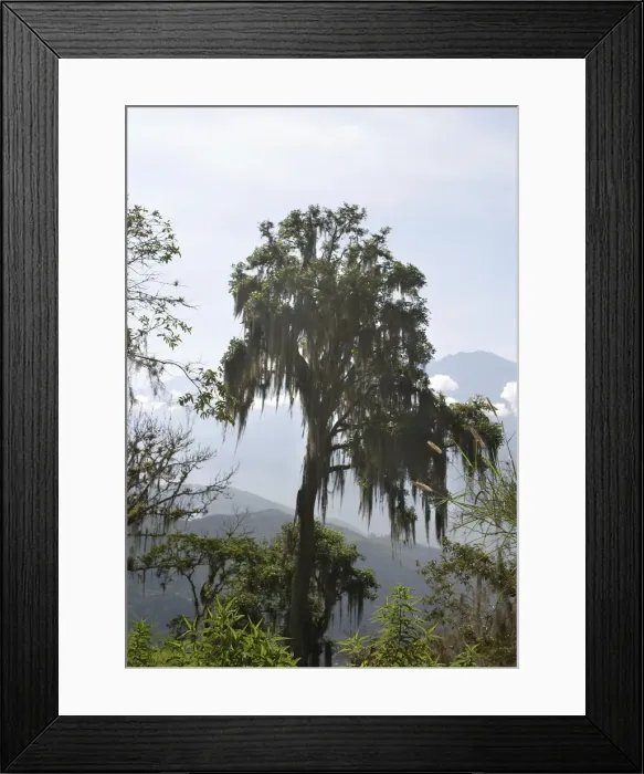 Framed Print : Bromeliad - Spanish moss on tree. Venzuela Framed Print : Bromeliad - Spanish moss on tree. Venzuela