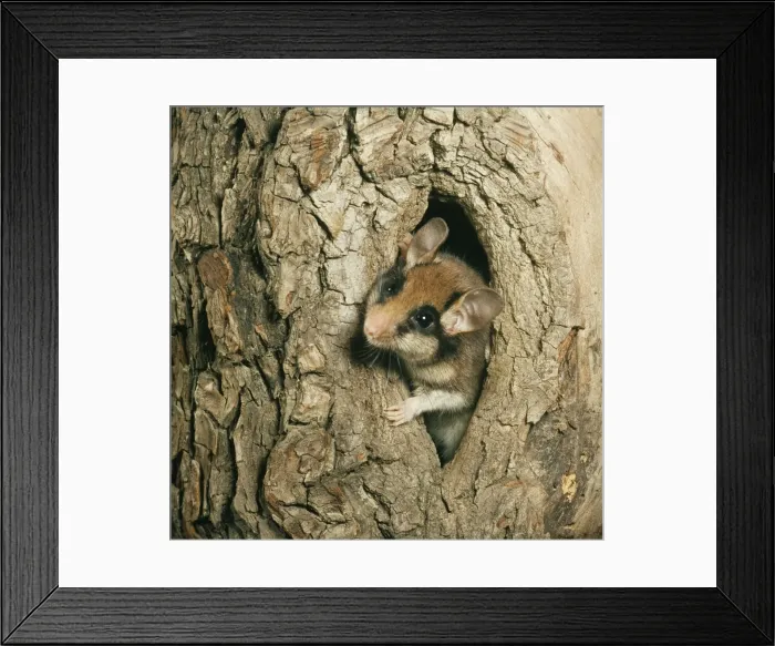Framed Print : Garden Doormouse WC 86 Eliomys quercinus © Werner Curth  /  ARDEA LONDON