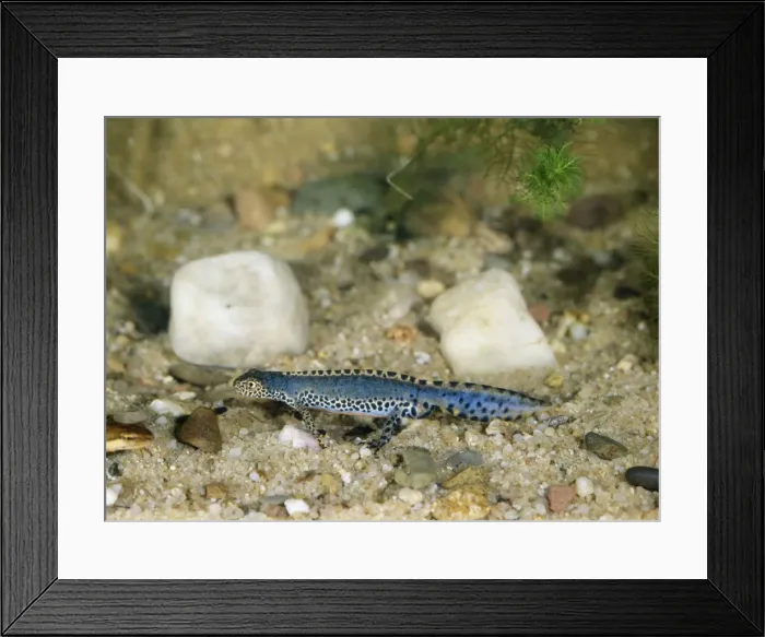 Framed Print : Aipine Newt WC 892 Triturus alpestris © Werner Curth / ARDEA LONDON Framed Print : Aipine Newt WC 892 Triturus alpestris © Werner Curth / ARDEA LONDON