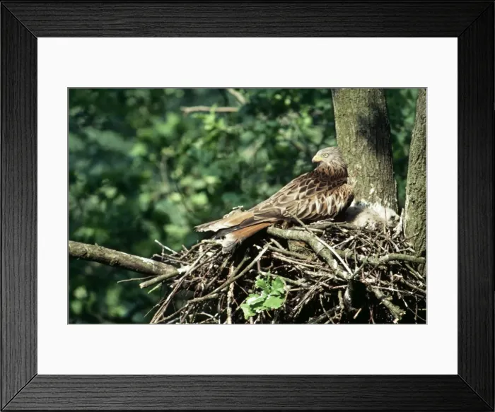 Framed Print : Red Kite WOM 109 Milvus milvus - At nest © W. Moller ARDEA LONDON Framed Print : Red Kite WOM 109 Milvus milvus - At nest © W. Moller ARDEA LONDON