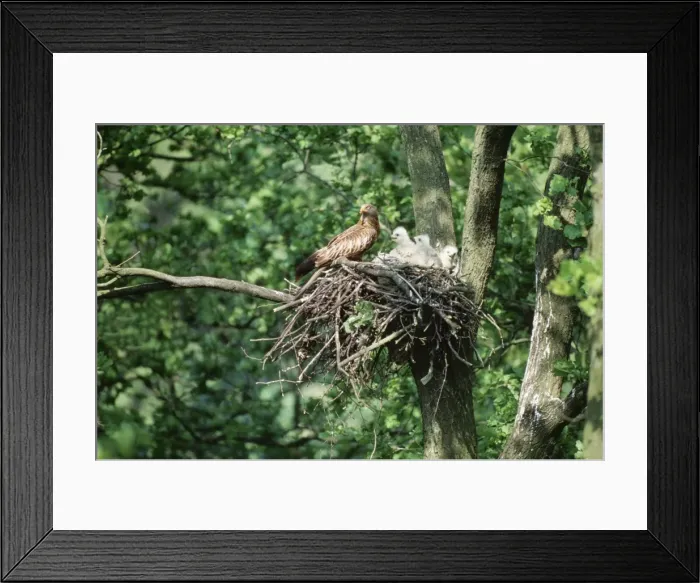 Framed Print : Red Kite WOM 110 Milvus milvus - At nest with chicks © W. Moller ARDEA LONDON Framed Print : Red Kite WOM 110 Milvus milvus - At nest with chicks © W. Moller ARDEA LONDON