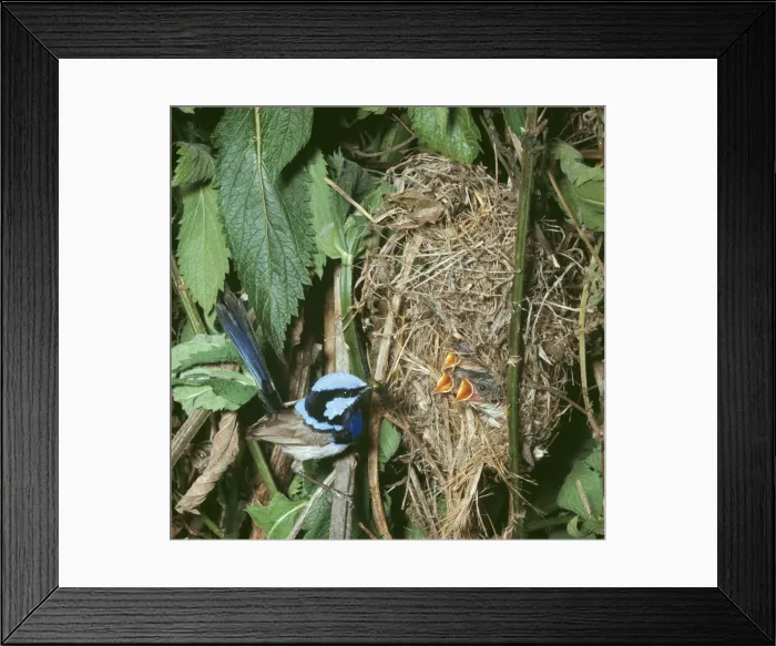 Framed Print : Blue / Fairy / Superb Blue Wren WRT 194 Feeding chicks at nest Malurus cyaneus © Wilf Taylor / ARDEA LONDON Framed Print : Blue / Fairy / Superb Blue Wren WRT 194 Feeding chicks at nest Malurus cyaneus © Wilf Taylor / ARDEA LONDON