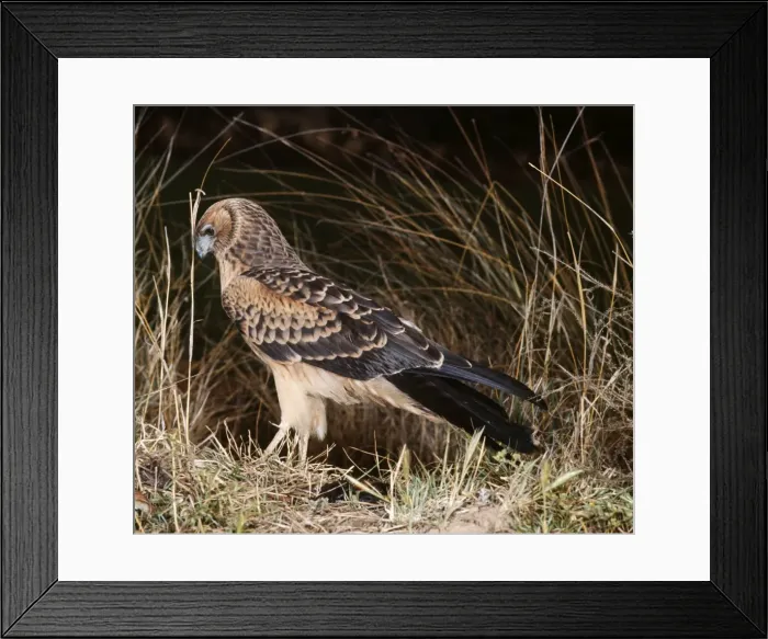 Framed Print : Swamp Harrier WRT 4 Circus approximans © W. R. Taylor / ARDEA LONDON Framed Print : Swamp Harrier WRT 4 Circus approximans © W. R. Taylor / ARDEA LONDON