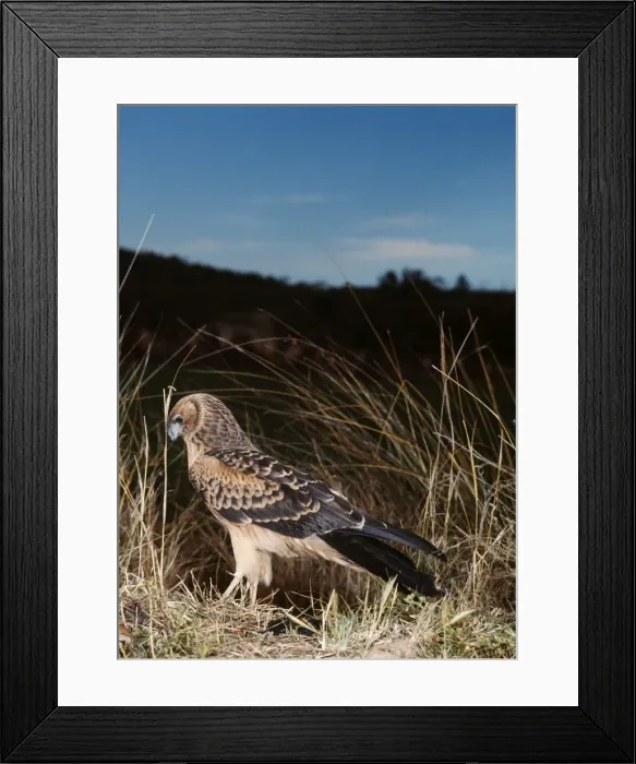 Framed Print : Swamp Harrier WRT 4 Circus approximans © W. R. Taylor / ARDEA LONDON Framed Print : Swamp Harrier WRT 4 Circus approximans © W. R. Taylor / ARDEA LONDON