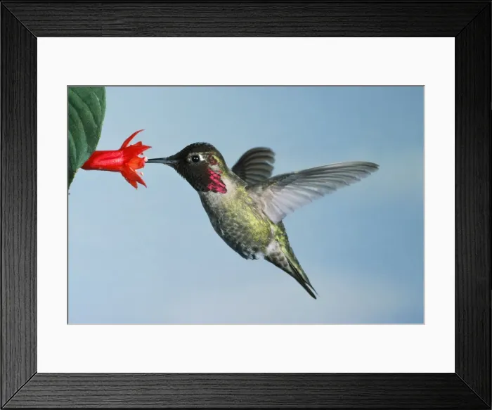 Framed Print : Anna's Hummingbird Framed Print : Anna's Hummingbird