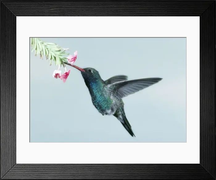 Framed Print : Broad Billed Hummingbird WW 1243 (M) Cynathus latirostris © Wardene Weisser ARDEA LONDON Framed Print : Broad Billed Hummingbird WW 1243 (M) Cynathus latirostris © Wardene Weisser ARDEA LONDON