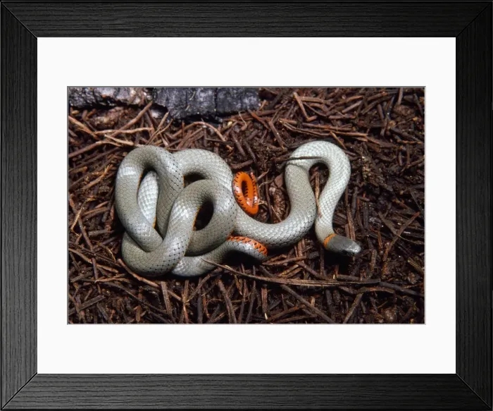 Framed Print : Western Ring-necked Snake Framed Print : Western Ring-necked Snake