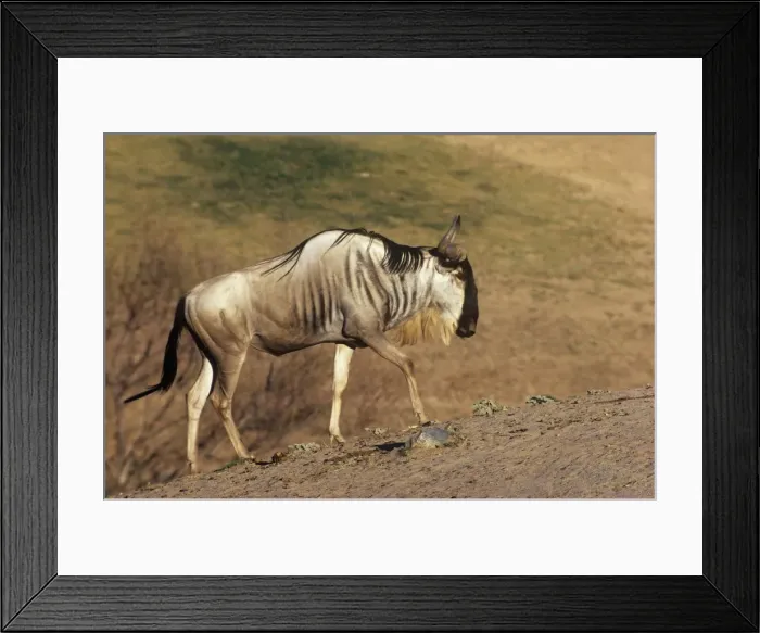 Framed Print : Eastern White-bearded Wildebeest Framed Print : Eastern White-bearded Wildebeest
