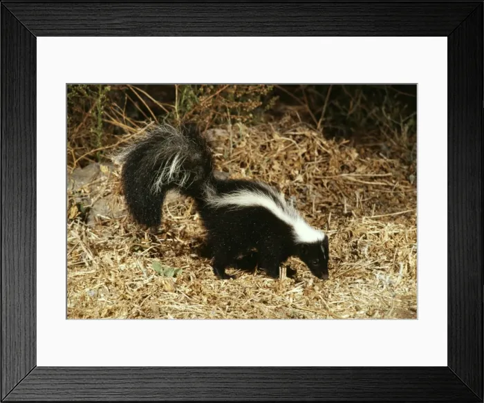 Framed Print : Striped Skunk WW 2894 Mephitis mephitis © Wardene Weisser / ARDEA LONDON Framed Print : Striped Skunk WW 2894 Mephitis mephitis © Wardene Weisser / ARDEA LONDON