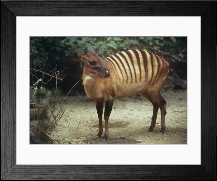 Framed Print : Zebra Duiker - male foraging Framed Print : Zebra Duiker - male foraging