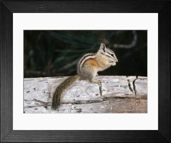 Framed Print : Lodgepole Chipmonk WW 3074 Eating Eutamias speciosus © Wardene Weisser / ARDEA LONDON Framed Print : Lodgepole Chipmonk WW 3074 Eating Eutamias speciosus © Wardene Weisser / ARDEA LONDON