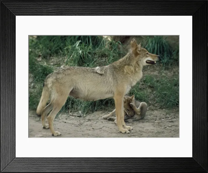 Framed Print : North Chinese Wolf - with pup Framed Print : North Chinese Wolf - with pup