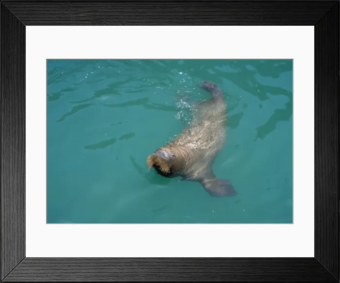Framed Print : Walrus. WW-3456. WALRUS. Odobenus rosmarus Framed Print : Walrus. WW-3456. WALRUS. Odobenus rosmarus