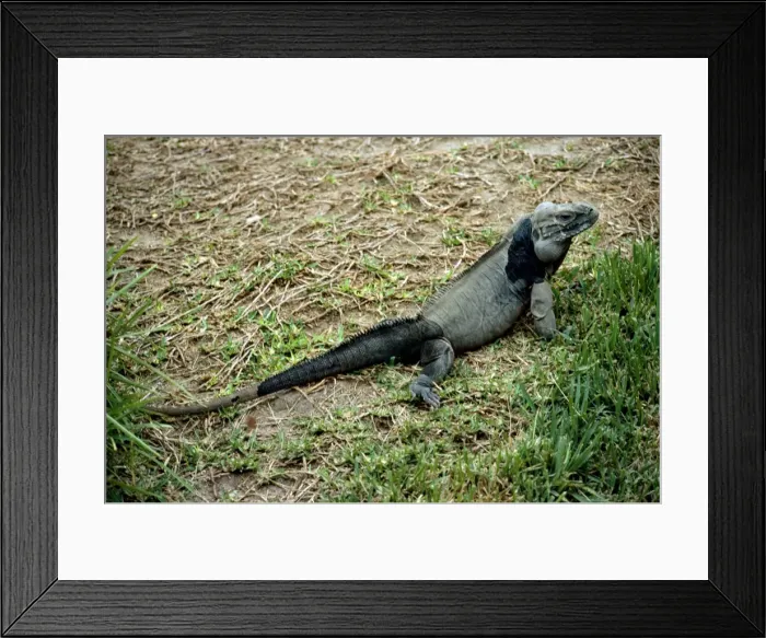 Framed Print : Rhinoceros Iguana Framed Print : Rhinoceros Iguana
