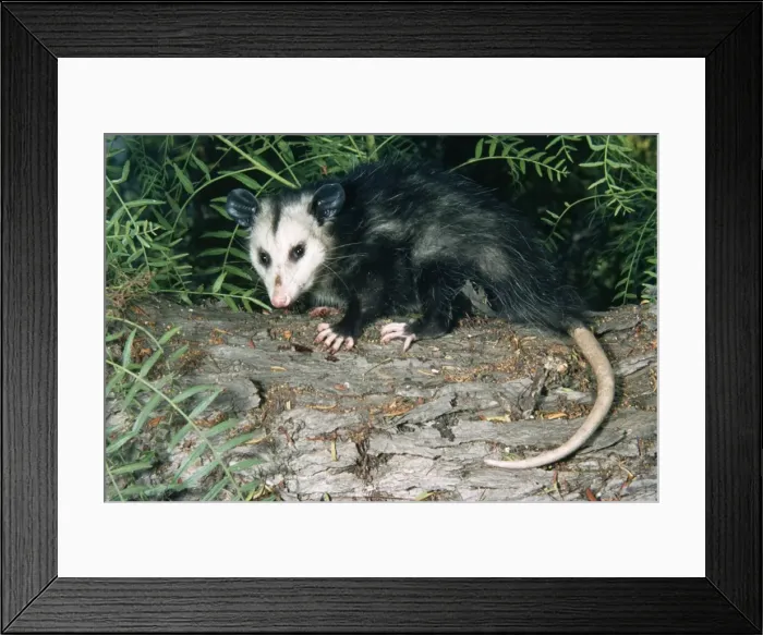 Framed Print : Common / Southern Opossum - USA
Framed Print : Common / Southern Opossum - USA