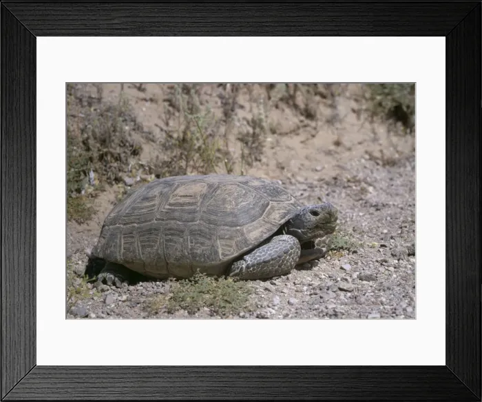 Framed Print : Desert Tortoise WW 879 Large Adult Gopherus agassizi © Wardene Weisser / ARDEA LONDON Framed Print : Desert Tortoise WW 879 Large Adult Gopherus agassizi © Wardene Weisser / ARDEA LONDON