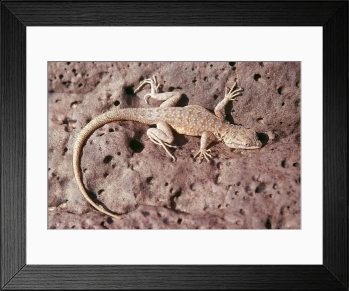 Framed Print : Side Blotched Lizard WW 906 Uta stansburiana © Wardene Weisser / ARDEA LONDON Framed Print : Side Blotched Lizard WW 906 Uta stansburiana © Wardene Weisser / ARDEA LONDON