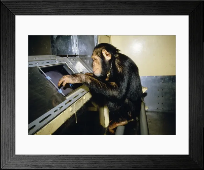 Framed Print : Chimpanzee YAB 1616 In Laboratory © Yves Arthus-Bertrand / ARDEA LONDON Framed Print : Chimpanzee YAB 1616 In Laboratory © Yves Arthus-Bertrand / ARDEA LONDON