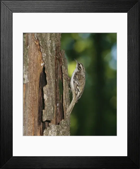 Framed Print : Short Toed Treecreeper ZT 175 Climbing tree trunk Certhia brachydractyla © Zdenek Tunka / ARDEA LONDON Framed Print : Short Toed Treecreeper ZT 175 Climbing tree trunk Certhia brachydractyla © Zdenek Tunka / ARDEA LONDON
