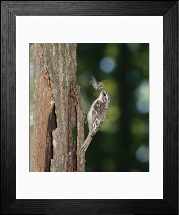 Framed Print : Short Toed Treecreeper ZT 176 Climbing tree trunk with nesting material & Catapillars Certhia brachydactyla © Zdenek Tunka / ARDEA LONDON Framed Print : Short Toed Treecreeper ZT 176 Climbing tree trunk with nesting material & Catapillars Certhia brachydactyla © Zdenek Tunka / ARDEA LONDON