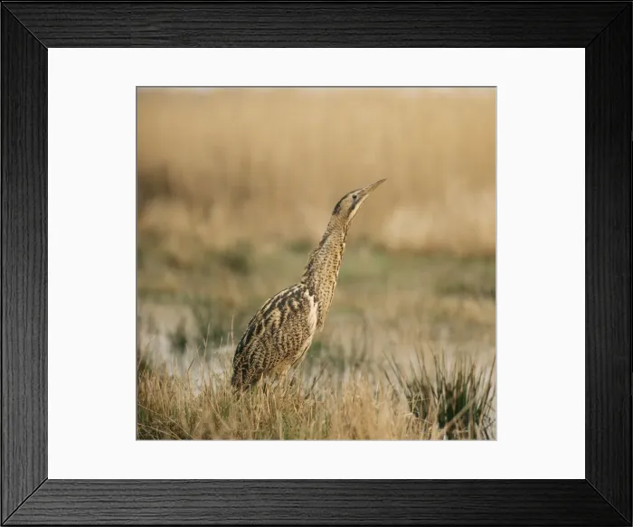 Framed Print : Bittern ZT 232 Botaurus stellaris © Zdenek Tunka / ARDEA LONDON Framed Print : Bittern ZT 232 Botaurus stellaris © Zdenek Tunka / ARDEA LONDON