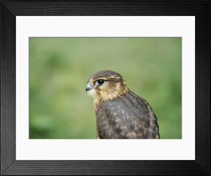 Framed Print : Merlin ZT 274 Close up of head. Falco columbarius © Zdenek Tunka / ARDEA LONDON Framed Print : Merlin ZT 274 Close up of head. Falco columbarius © Zdenek Tunka / ARDEA LONDON
