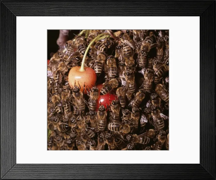 Framed Print : Honey Bee ZT 47 Swarm on cheeries Apis mellifera © Z. Tunka / ARDEA LONDON Framed Print : Honey Bee ZT 47 Swarm on cheeries Apis mellifera © Z. Tunka / ARDEA LONDON