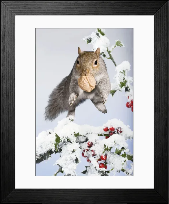 Framed Print : Picture No. 12479593 Framed Print : Picture No. 12479593
