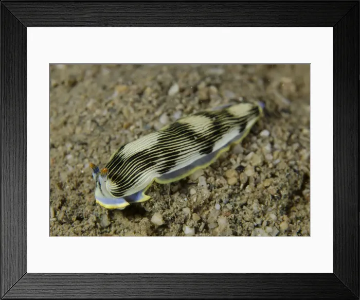 Framed Print : Picture No. 12479153 Framed Print : Picture No. 12479153