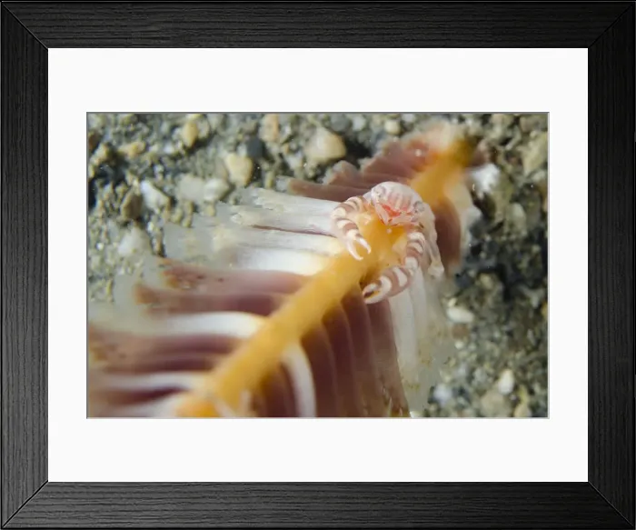 Framed Print : Picture No. 12479154 Framed Print : Picture No. 12479154