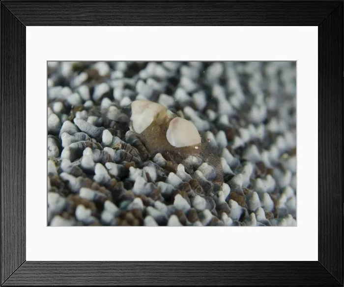 Framed Print : Picture No. 12479155 Framed Print : Picture No. 12479155