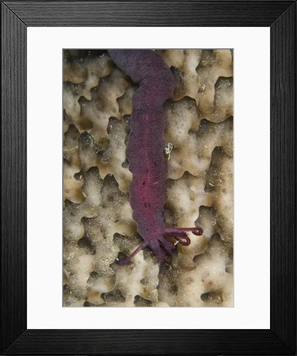 Framed Print : Picture No. 12479156