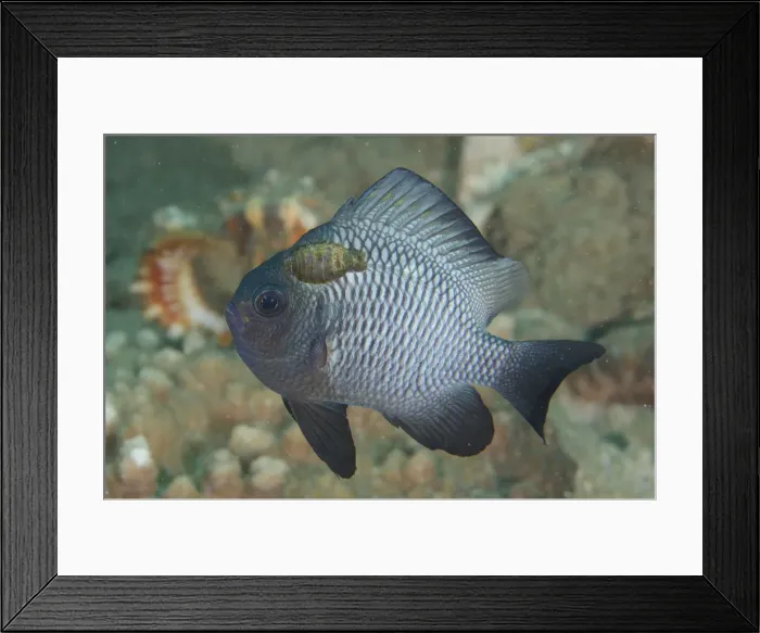 Framed Print : Picture No. 12479157