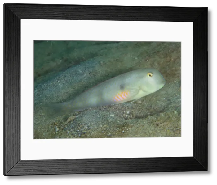 Framed Print : Picture No. 12479158 Framed Print : Picture No. 12479158