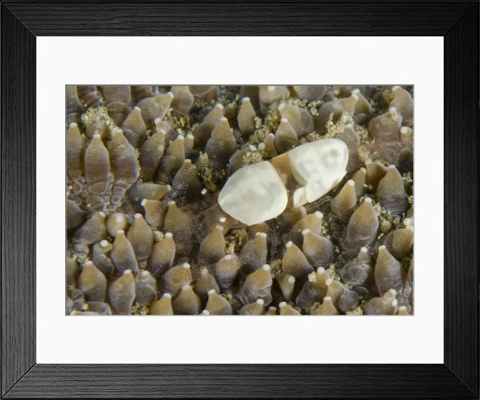 Framed Print : Picture No. 12479159 Framed Print : Picture No. 12479159