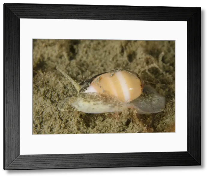 Framed Print : Picture No. 12479160