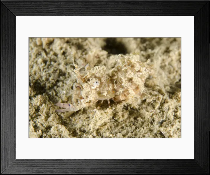 Framed Print : Picture No. 12479162 Framed Print : Picture No. 12479162