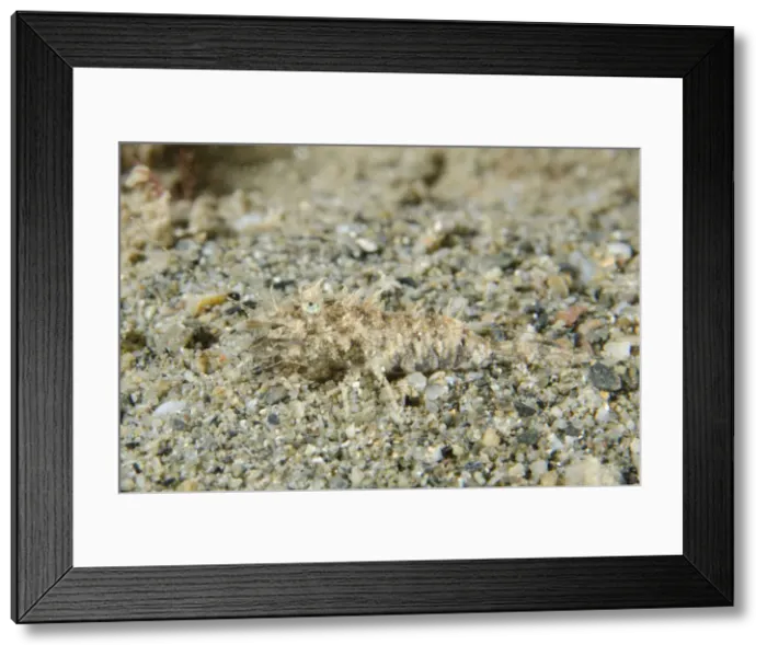 Framed Print : Picture No. 12479163 Framed Print : Picture No. 12479163