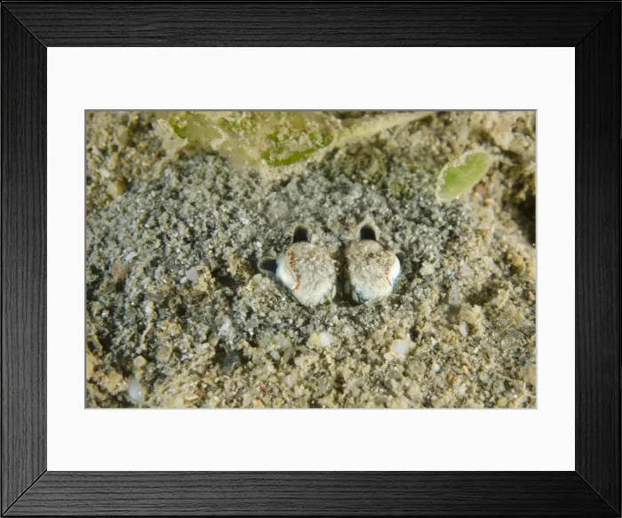 Framed Print : Picture No. 12479165 Framed Print : Picture No. 12479165