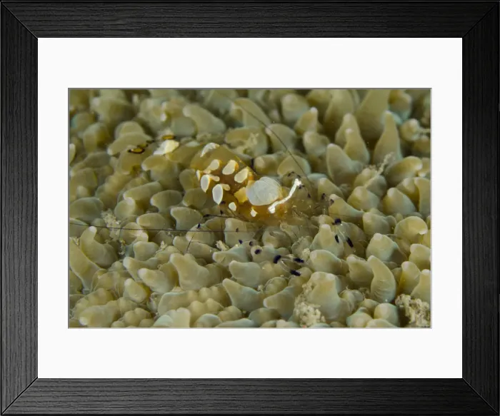Framed Print : Picture No. 12479166 Framed Print : Picture No. 12479166