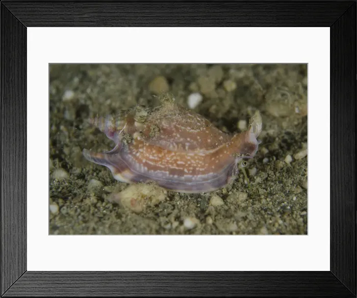 Framed Print : Picture No. 12479168 Framed Print : Picture No. 12479168